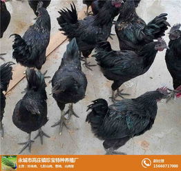 永城市高莊鎮(zhèn)珍寶特種養(yǎng)殖廠 火雞與鴕鳥(niǎo)的孵化養(yǎng)殖及一體化飼料生產(chǎn)體系