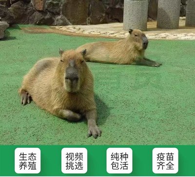可愛(ài)卡皮巴拉 水豚養(yǎng)殖與觀賞市場(chǎng)新寵